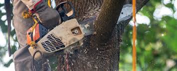How Our Tree Care Process Works  in  Eddyville, KY