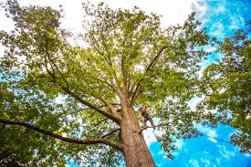 Best Tree Cabling and Bracing  in Eddyville, KY