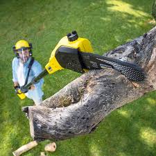 Best Lawn Maintenance Plans  in Eddyville, KY