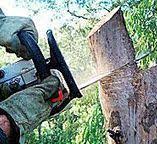 Best Tree Removal  in Eddyville, KY