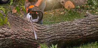 Best Aeration Services  in Eddyville, KY
