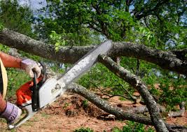 Best Lawn Renovation and Restoration  in Eddyville, KY