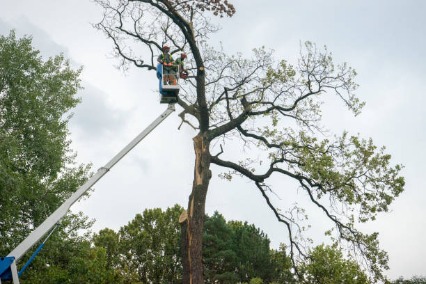Best Root Management and Removal  in Eddyville, KY