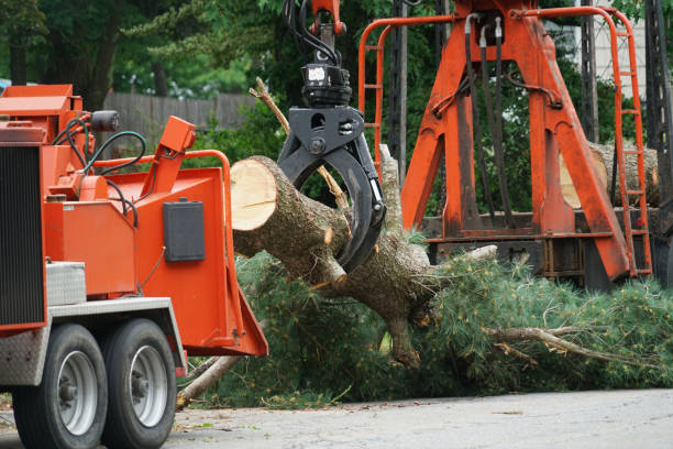 Best Tree Trimming and Pruning  in Eddyville, KY