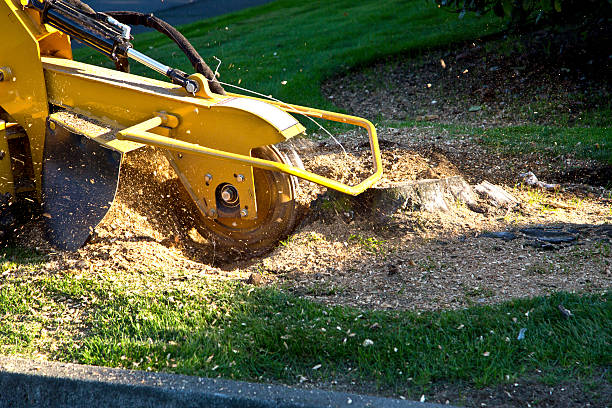 Best Tree Preservation Services  in Eddyville, KY