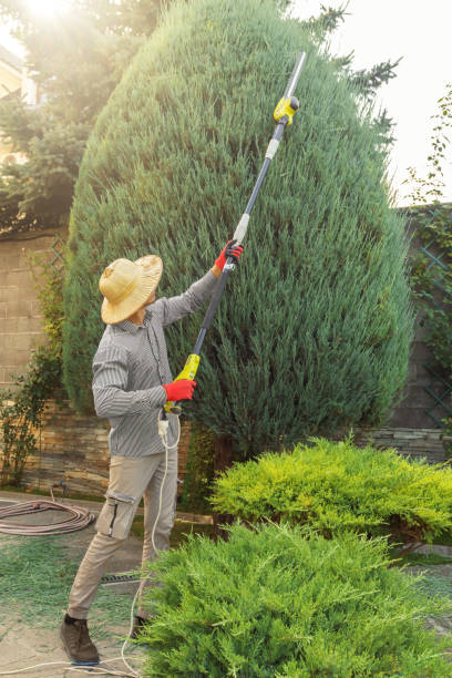 Best Lawn Disease Treatment  in Eddyville, KY