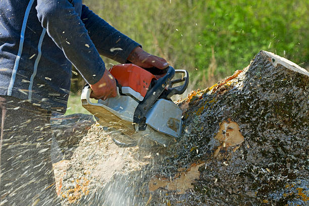 Best Leaf Removal  in Eddyville, KY
