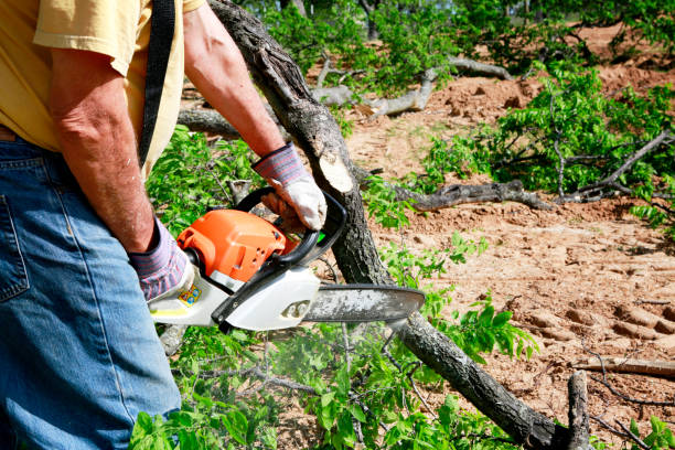 Eddyville, KY Tree Services Company